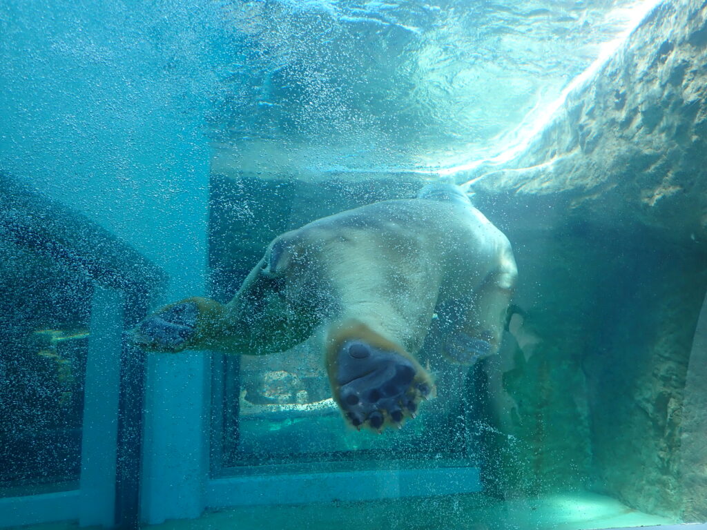 深い水槽の中で器用に泳ぐ日本平動物園のシロクマ