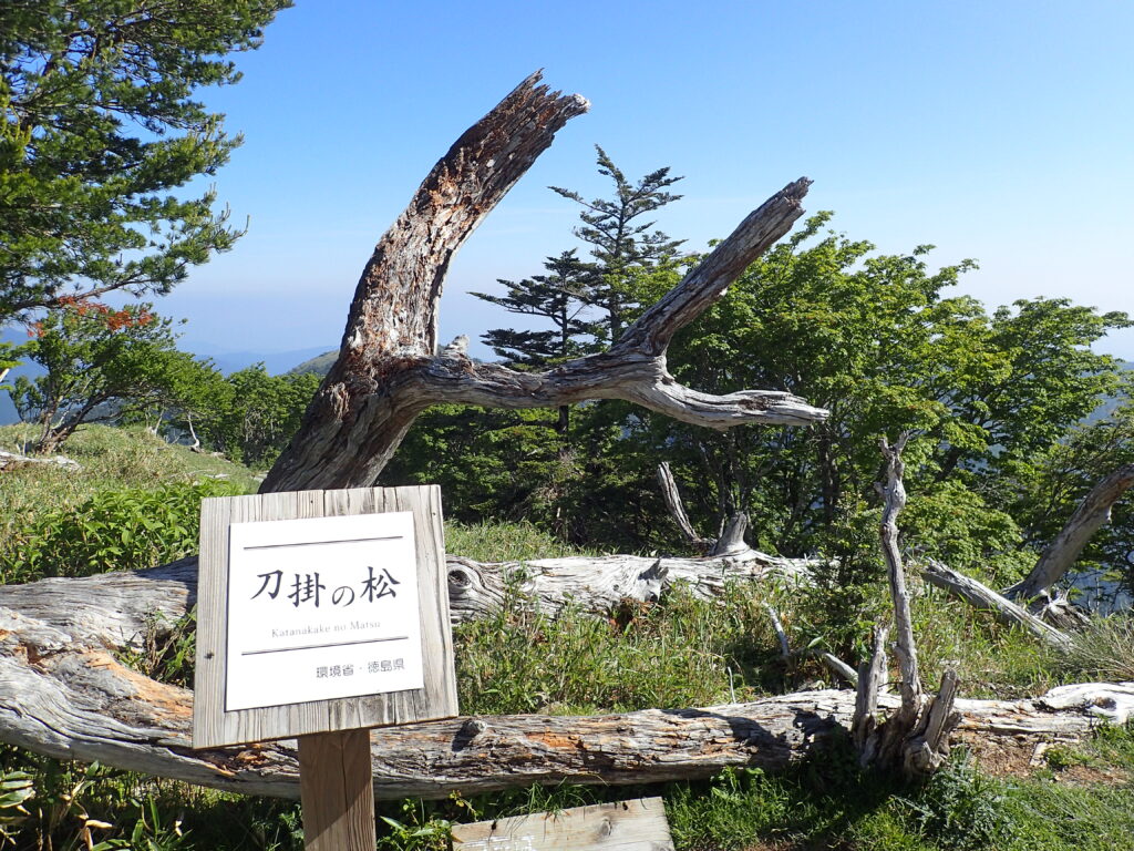 日本百名山の剣山を登山した時にオリンパスの防水デジタルカメラタフで撮影した刀掛の松