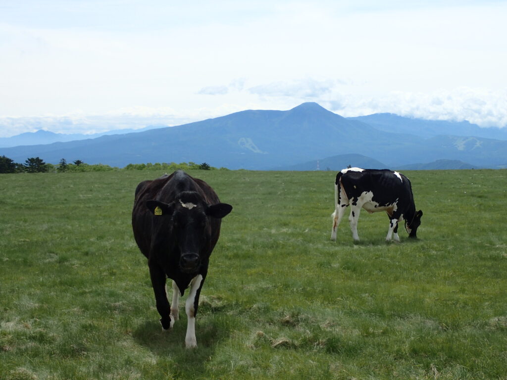 日本百名山の打つ牛ケ原を登山した時にオリンパスの防水デジタルカメラタフで撮影した美ヶ原牧場の牛と蓼科山