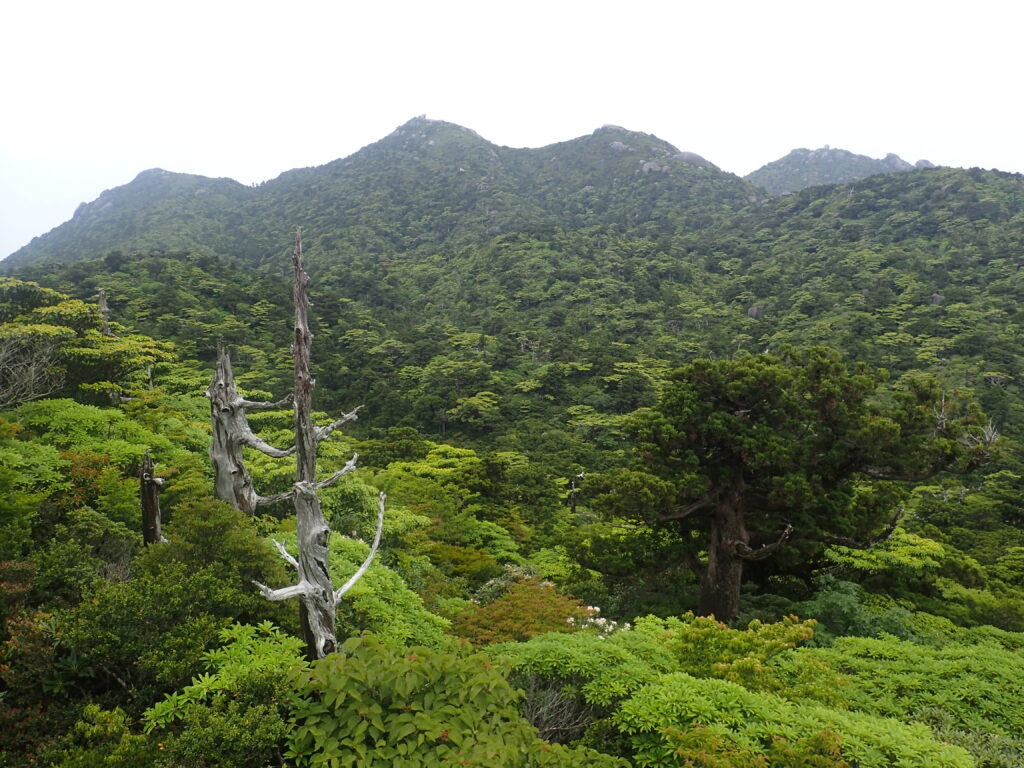日本百名山の屋久島の宮之浦岳を登山した時にオリンパスの防水デジタルカメラタフで撮影した緑の森