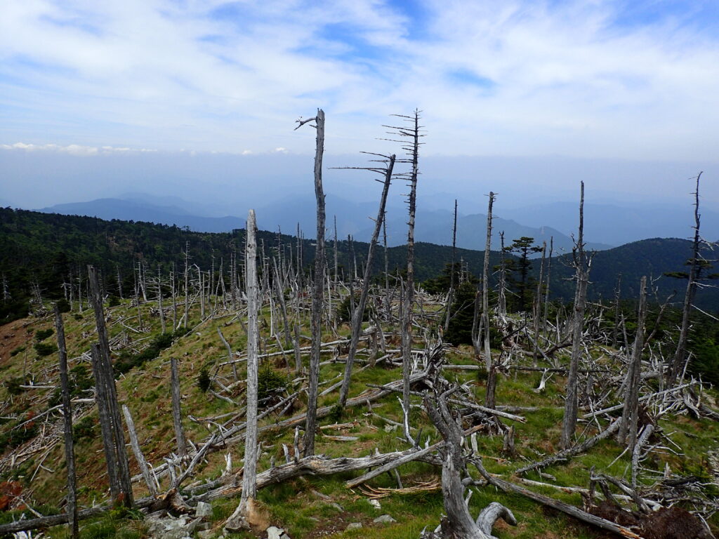 日本百名山の大峰山を登山した時に撮影した枯れた木々
