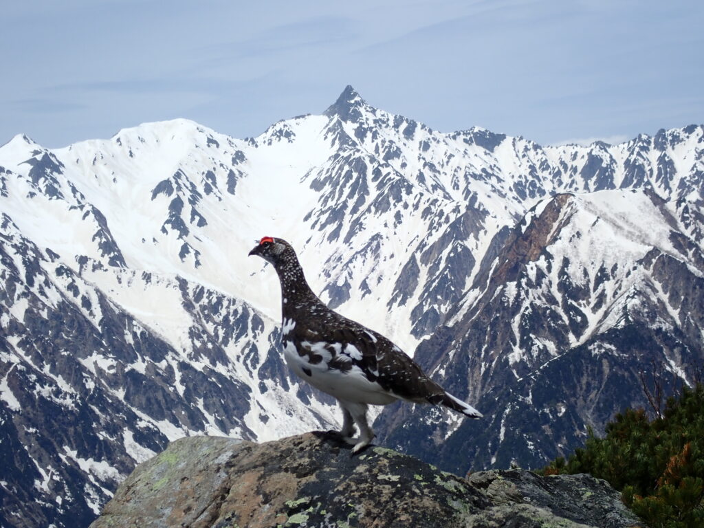 北アルプスの蝶ヶ岳を登山した時に槍ヶ岳を背景に撮影した雷鳥の写真