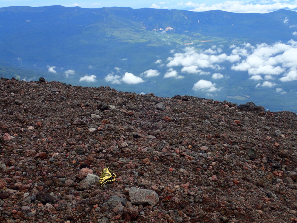 日本百名山の岩手山を登山した時にオリンパスの防水デジタルカメラタフで撮影した蝶
