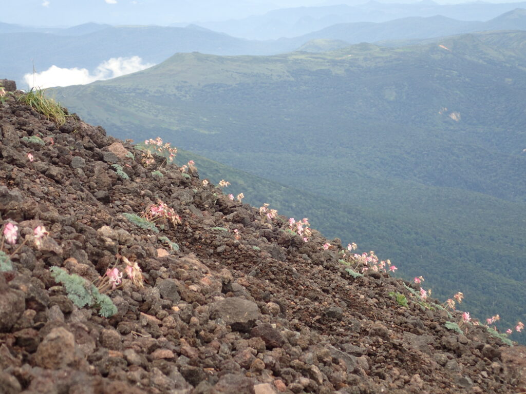 日本百名山の岩手山を登山した時にオリンパスの防水デジタルカメラタフで撮影したコマクサの群生