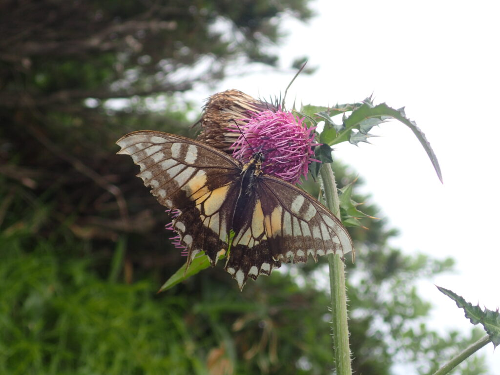 日本百名山の那須岳を登山した時にオリンパスの防水デジタルカメラタフで撮影したアザミにとまる蝶