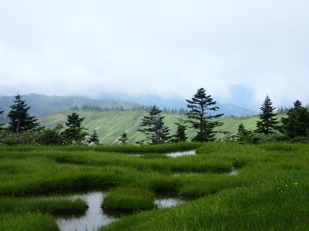 日本百名山の会津駒ヶ岳を登山した時にオリンパスの防水デジタルカメラタフで撮影した池塘と木々