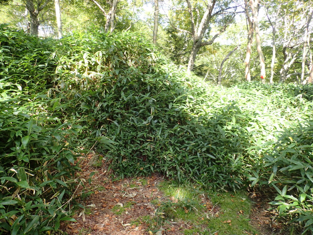 日本百名山の皇海山を登山した時にオリンパスの防水デジタルカメラタフで撮影した藪漕ぎ地帯