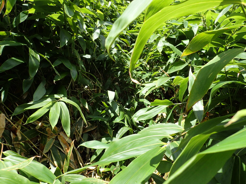 日本百名山の皇海山を登山した時にオリンパスの防水デジタルカメラタフで撮影した藪漕ぎ地帯