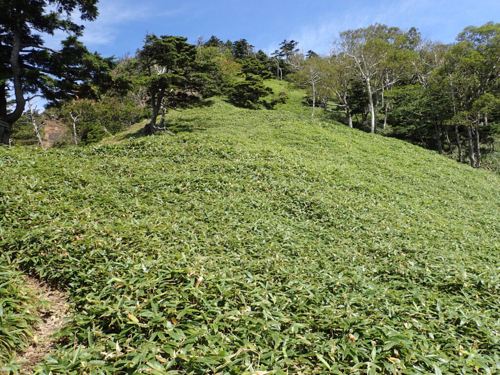 日本百名山の皇海山を登山した時にオリンパスの防水デジタルカメラタフで撮影した鋸山からの下りの笹薮