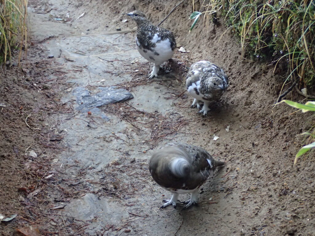 日本百名山の鷲羽岳・水晶岳を登山した時にオリンパスの防水デジタルカメラタフで撮影した首を回転させる雷鳥