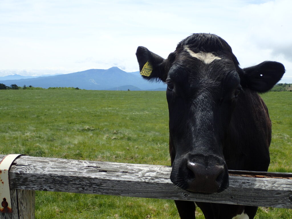 日本百名山の美ヶ原を登山した時にオリンパスの防水デジタルカメラタフで撮影した蓼科山と牛