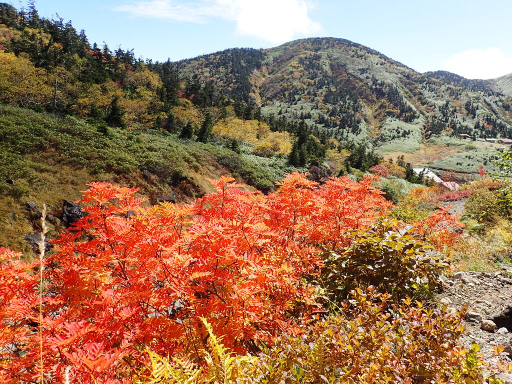 日本百名山の白山を登山した時にオリンパスの防水デジタルカメラタフで撮影した紅葉